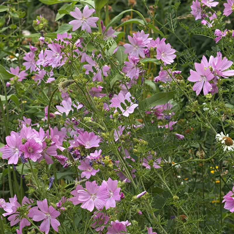 Moschus-Malve 'Rosea'