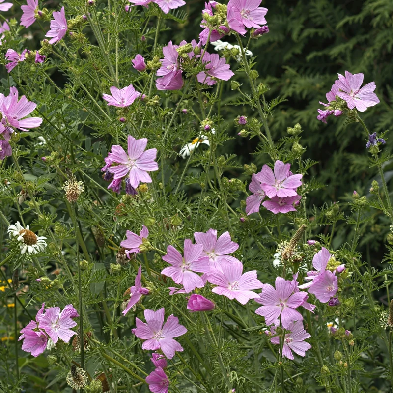 Moschus-Malve 'Rosea'