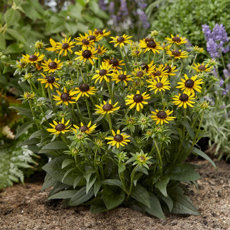 Sonnenhut ‘Little Goldstar’