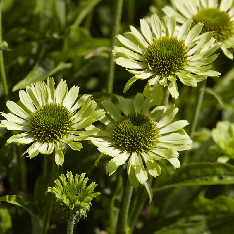 Sonnenhut ‘Little Goldstar’