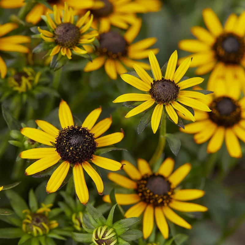Sonnenhut ‘Little Goldstar’