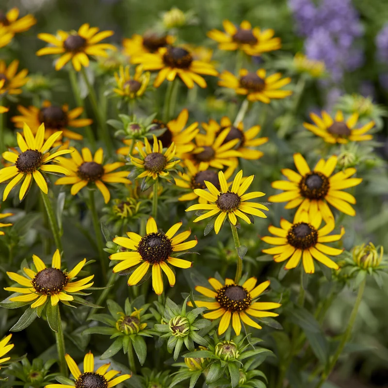 Sonnenhut ‘Little Goldstar’