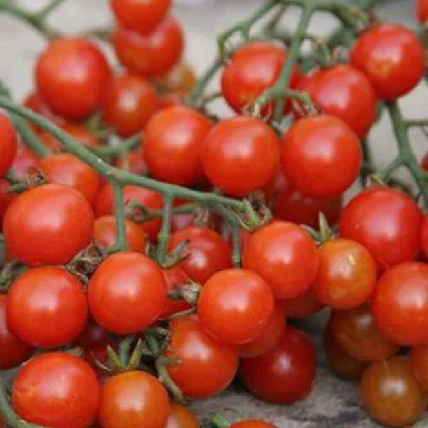 Kirschtomate Sweetie BIO