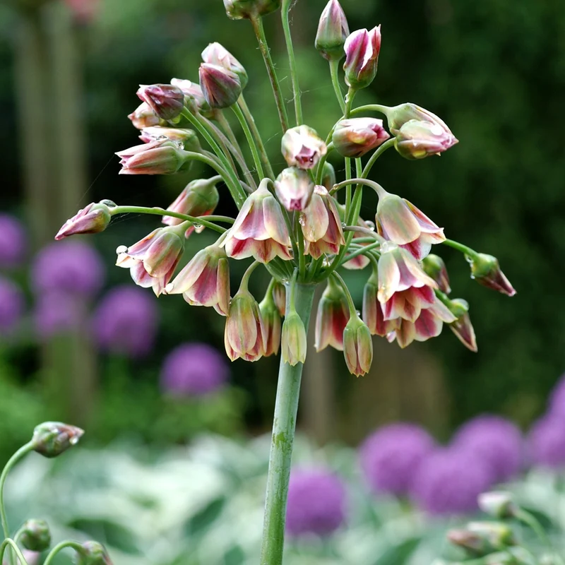 Bulgarischer Lauch 'Bulgaricum' (x15)
