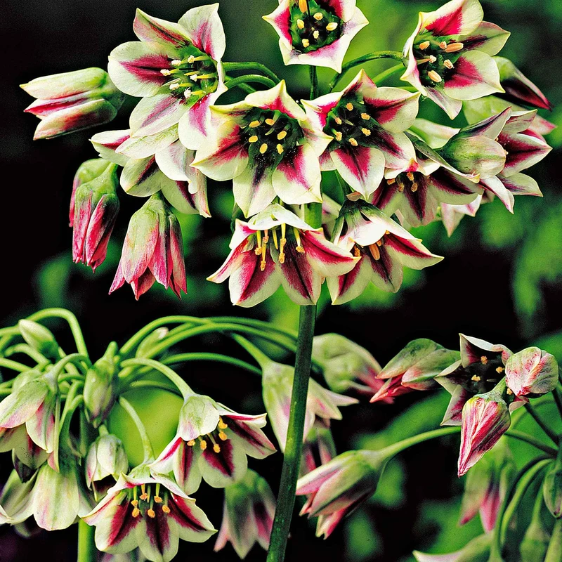 Bulgarischer Lauch 'Bulgaricum' (x15)