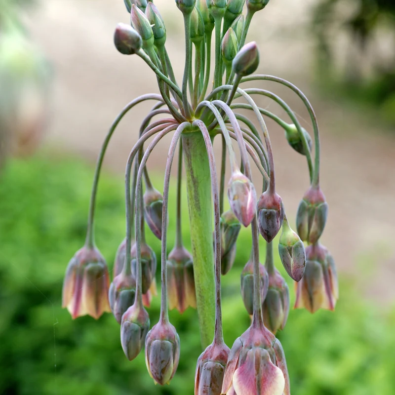Bulgarischer Lauch 'Bulgaricum' (x15)