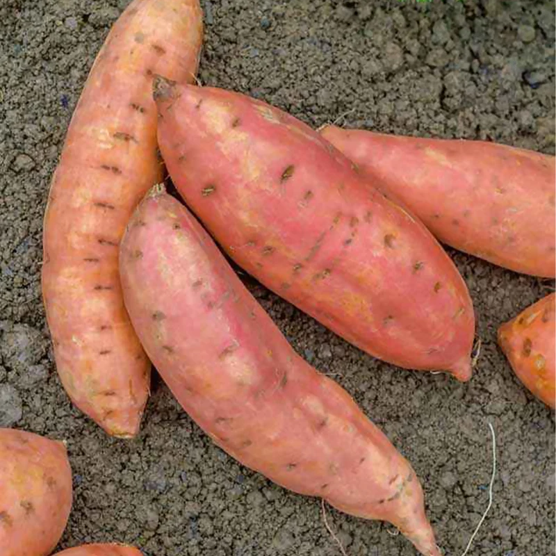 Süßkartoffel 'Beauregard' Pflanzen (x3)