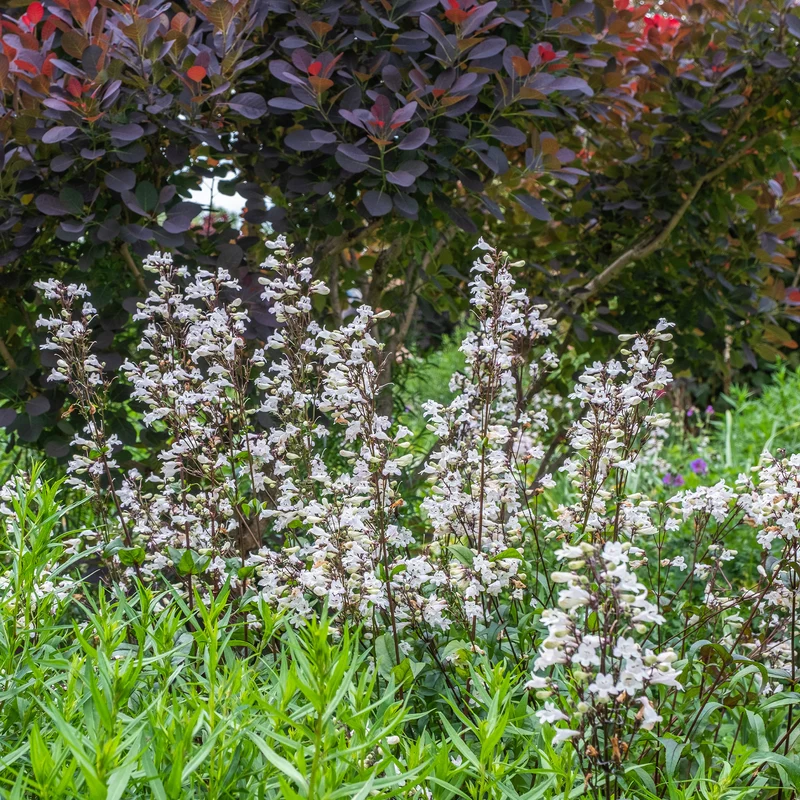 Bartfaden ‘Husker Red’