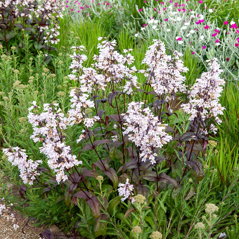 Bartfaden ‘Husker Red’