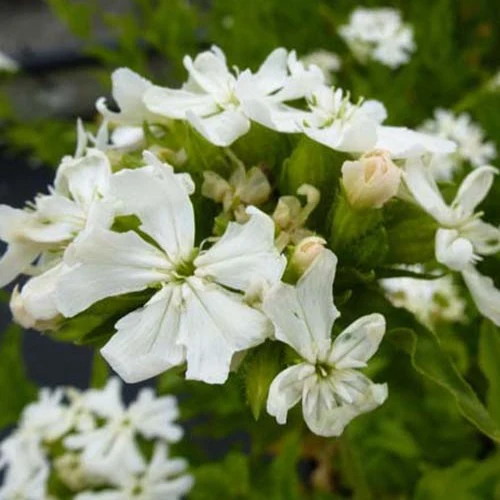 Brennende Liebe ‘Alba’