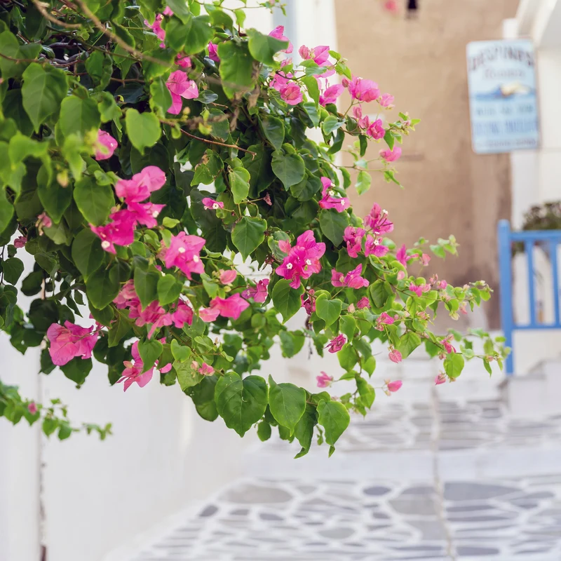 Bougainvillea rosa