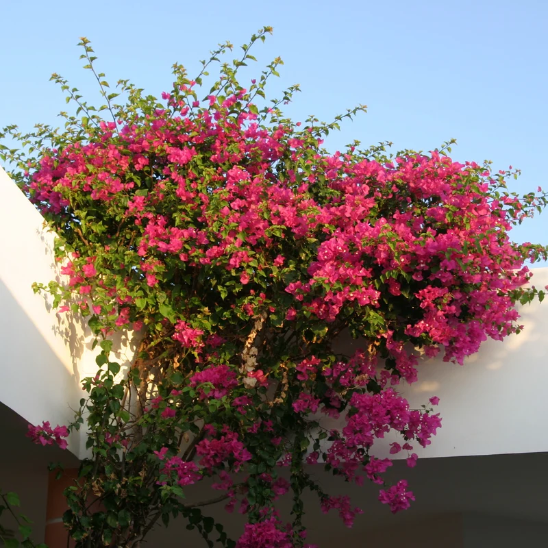 Bougainvillea rosa