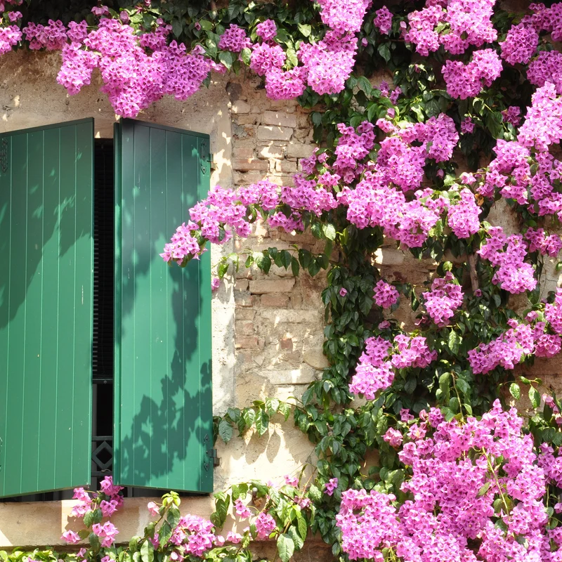 Bougainvillea rosa