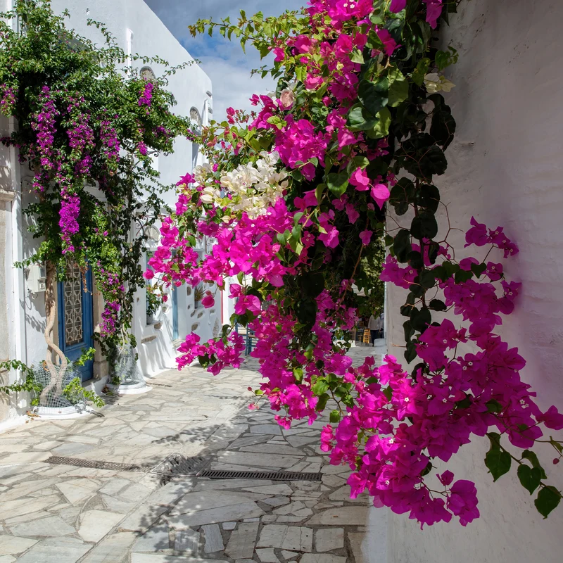 Bougainvillea rosa