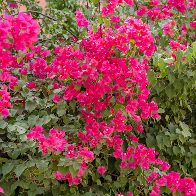 Bougainvillea rosa