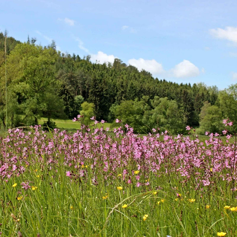 Kuckucks-Lichtnelke (x3)