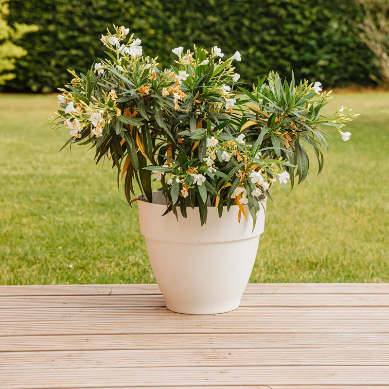 Oleander weiß