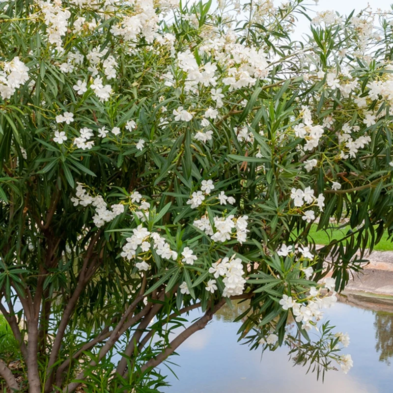 Oleander weiß