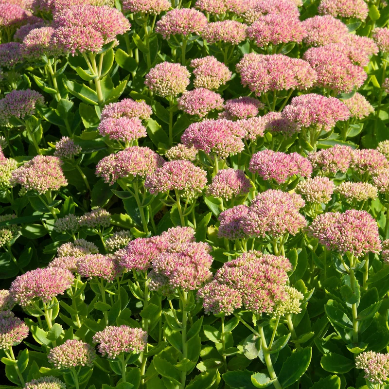 Hohe Fetthenne 'Carmen'