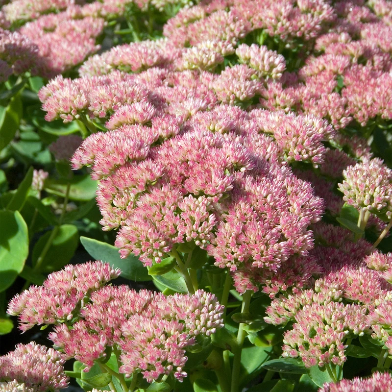 Hohe Fetthenne 'Carmen'