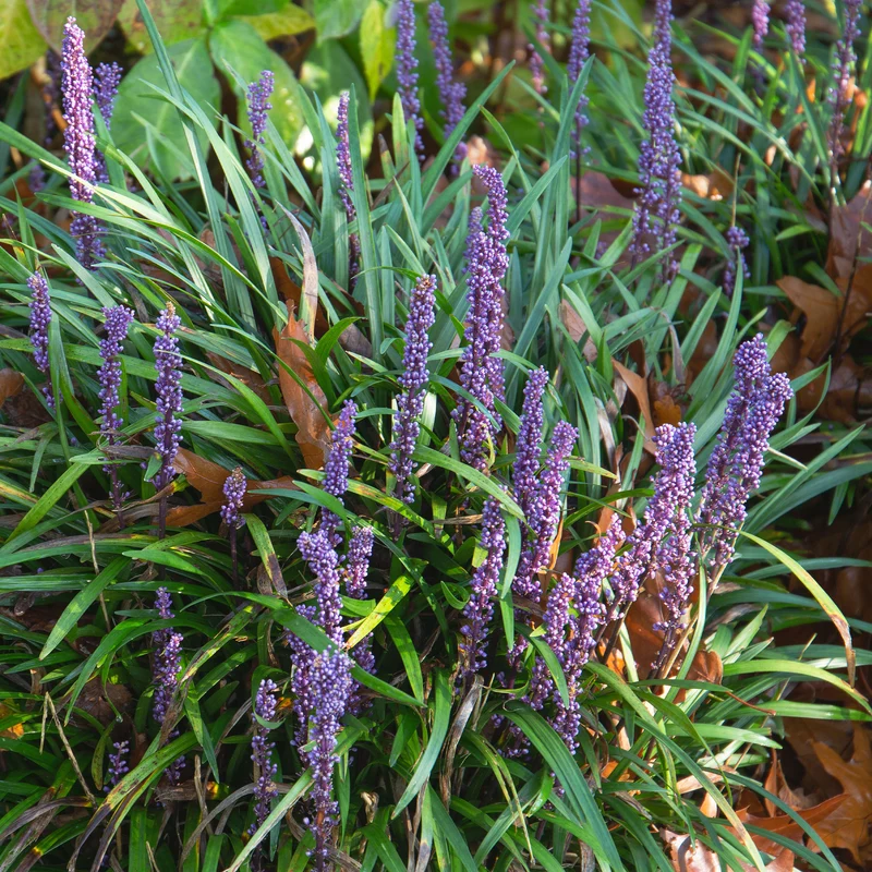 Immergrüne Lilientraube Evergreen Giant