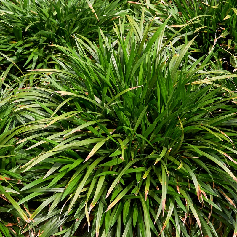 Immergrüne Lilientraube Evergreen Giant