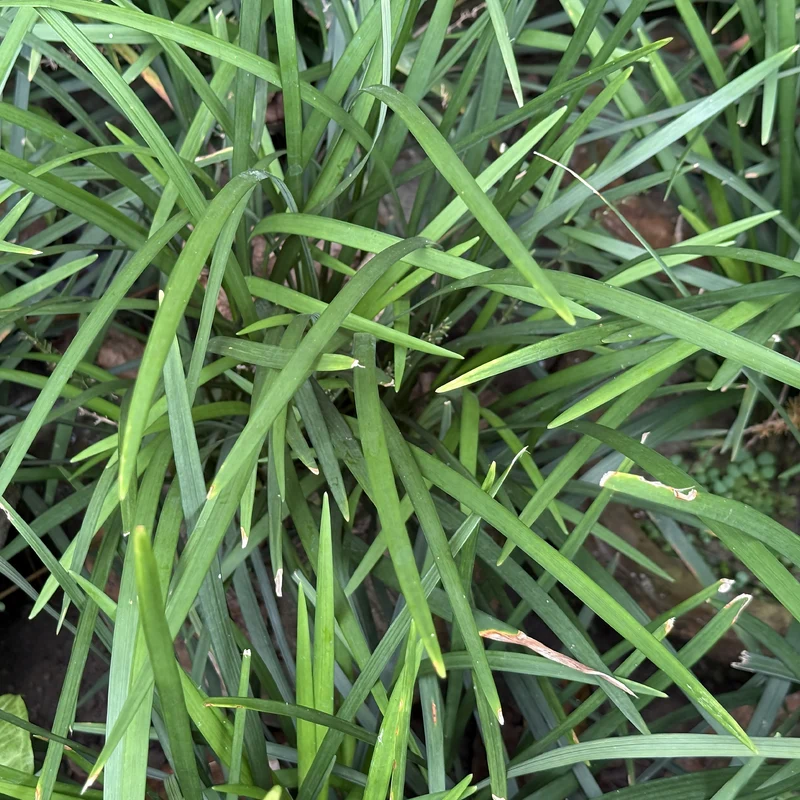 Immergrüne Lilientraube Evergreen Giant