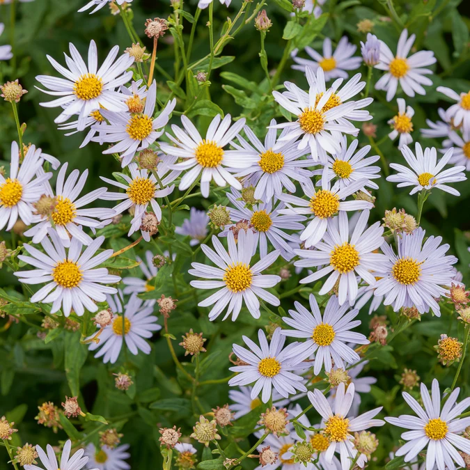 Schönastern Charlotte