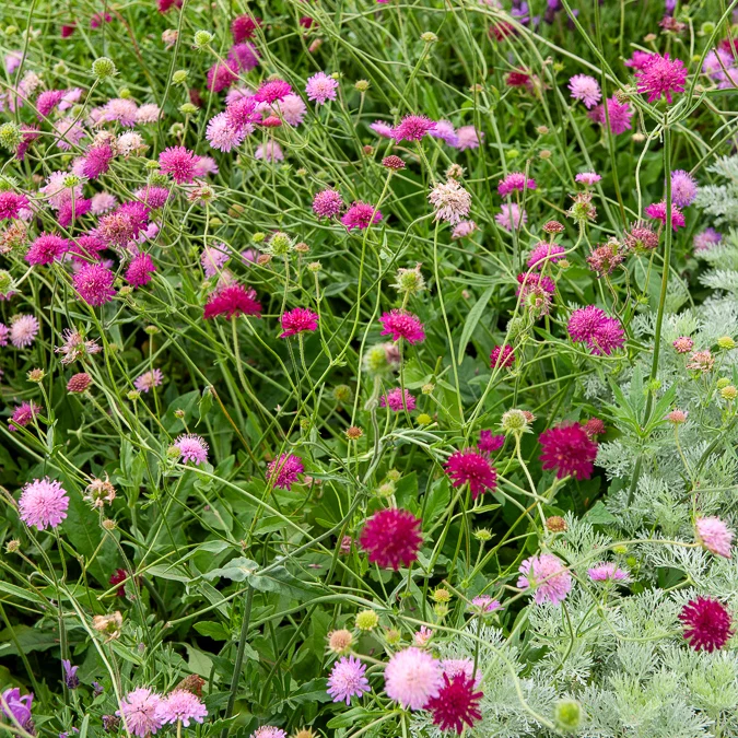 Knautie ‘Melton Pastels’