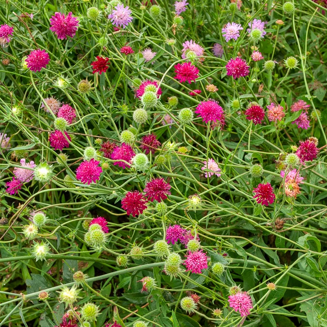 Knautie ‘Melton Pastels’