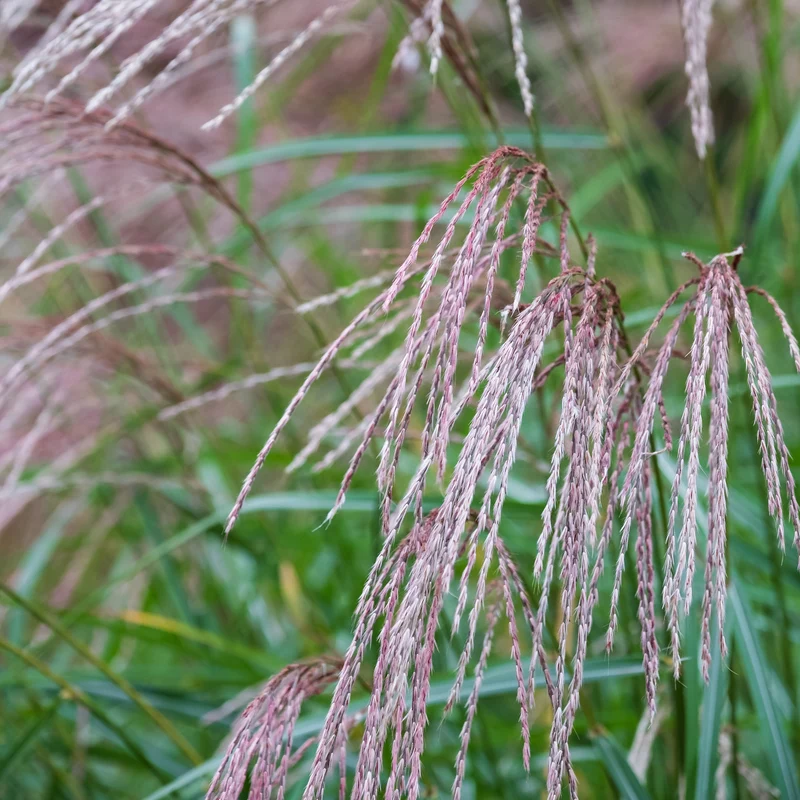 Chinaschilf Flamingo