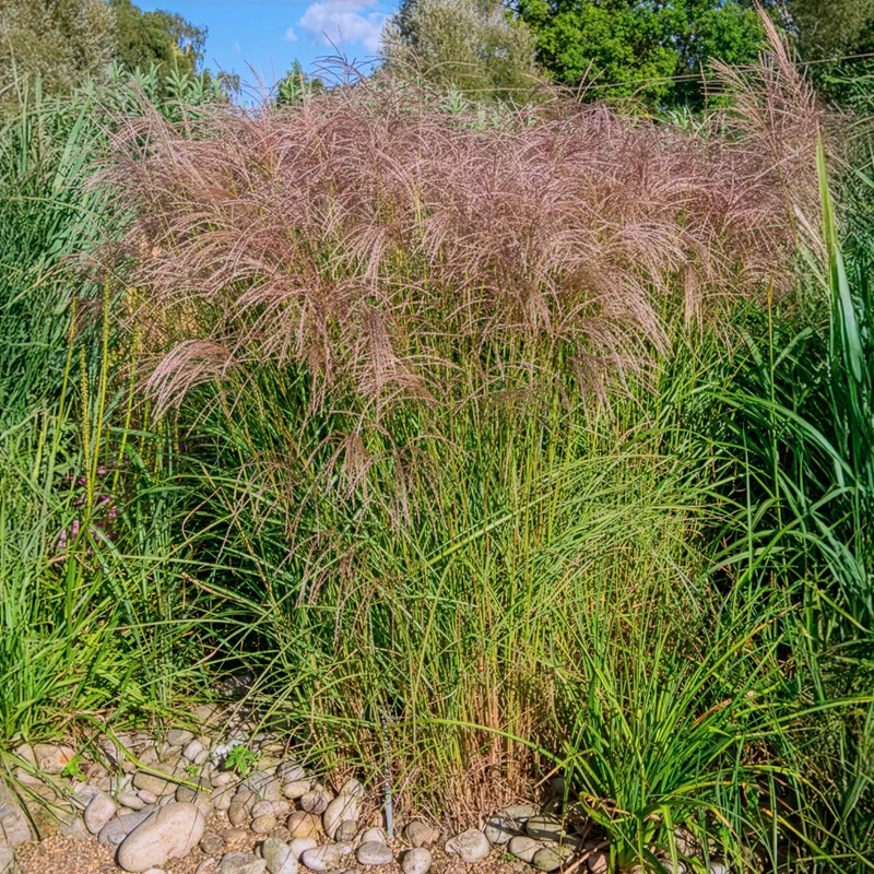 Chinaschilf Flamingo