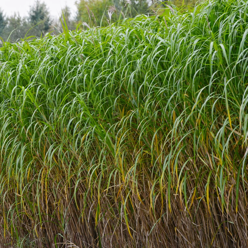 Riesen-Chinaschilf (Miscanthus floridulus)