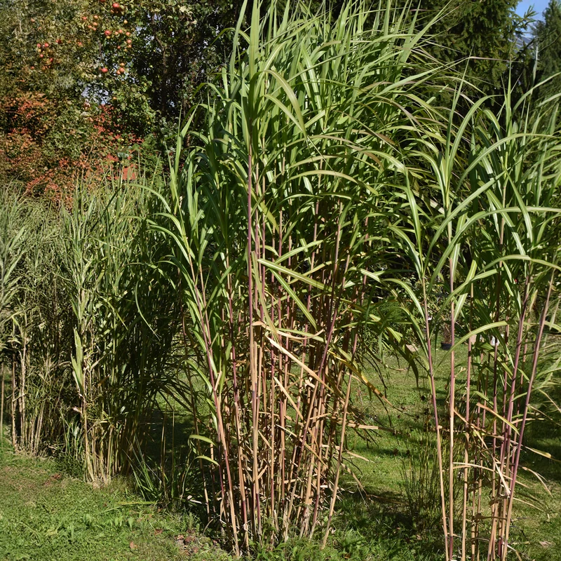 Riesen-Chinaschilf (Miscanthus floridulus)