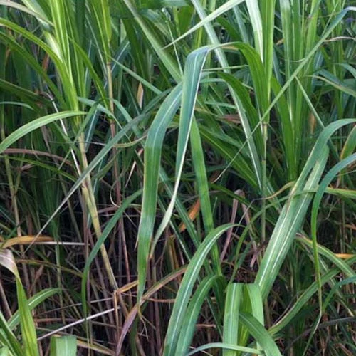 Riesen-Chinaschilf (Miscanthus floridulus)