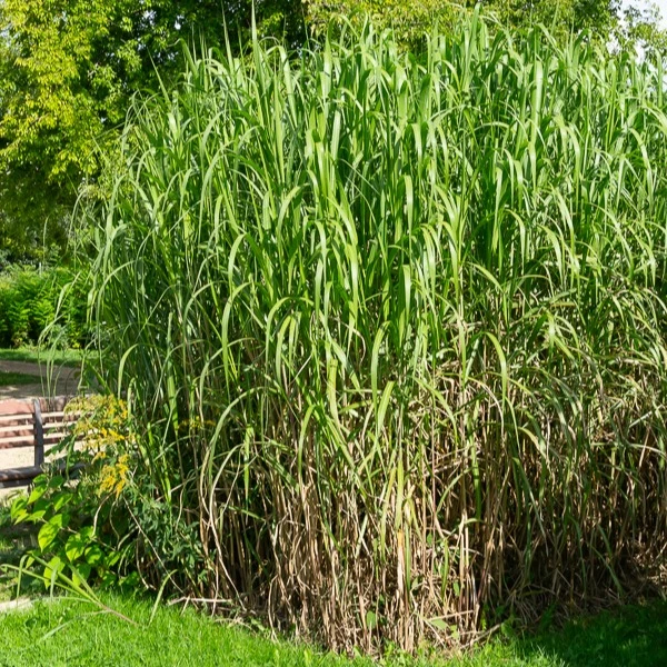 Riesen-Chinaschilf (Miscanthus floridulus)