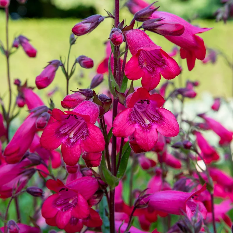 Bartfaden 'Schoenholzeri'