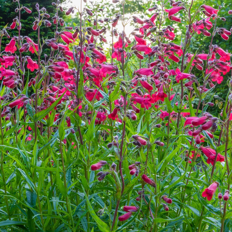 Bartfaden 'Schoenholzeri'