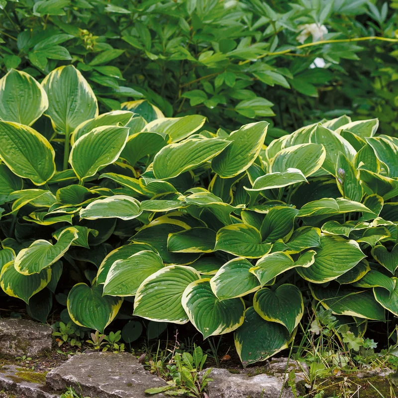 Hosta Aureomarginata Funkia