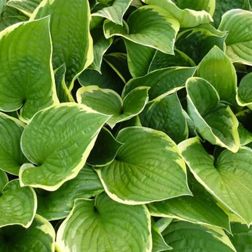 Hosta Aureomarginata Funkia