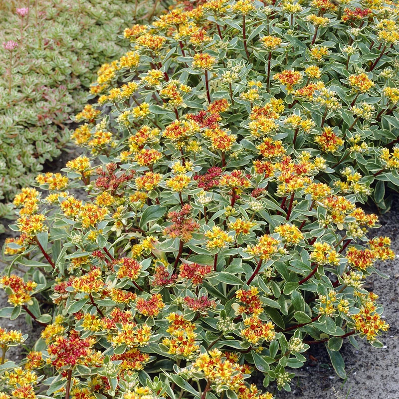 Buntlaubiges Fettblatt 'Variegatum'