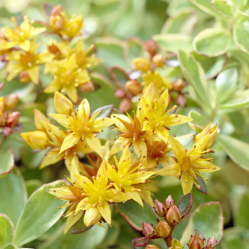 Buntlaubiges Fettblatt 'Variegatum'