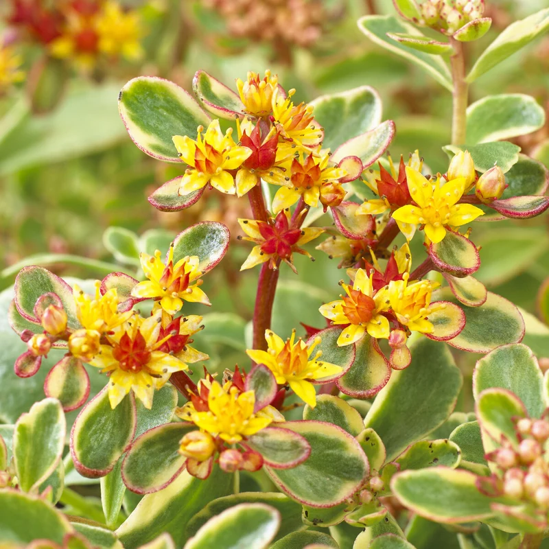 Buntlaubiges Fettblatt 'Variegatum'