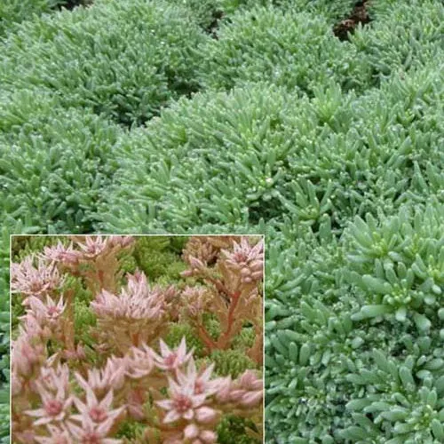 Spanisches Knabenkraut Blaugrüne Spanische Sedum PetroSedums ochroleucum (x3)