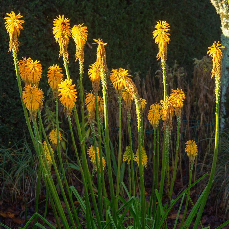 Fackellilie citrina