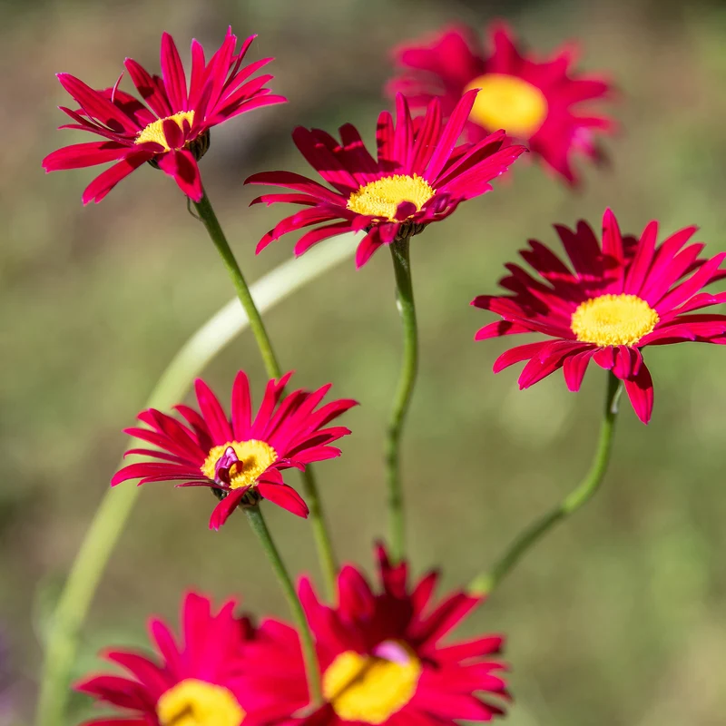 Bunte Margerite 'Robinsons Rot'