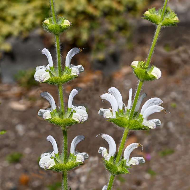 Silber Salbei