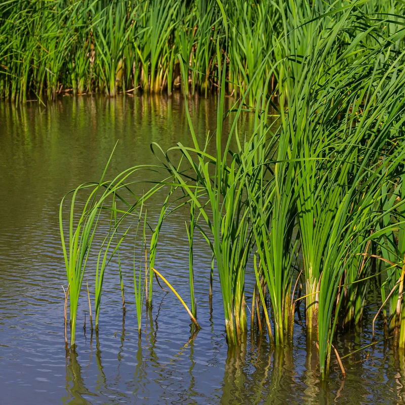 Schmalblättriger Rohrkolben
