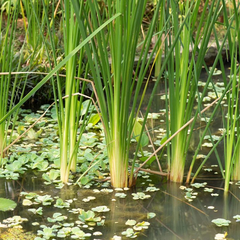 Schmalblättriger Rohrkolben
