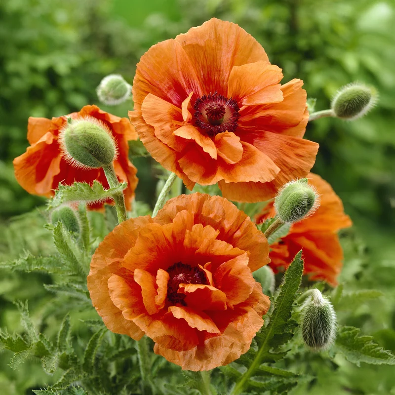 Orientalischer Mohn Harvest Moon